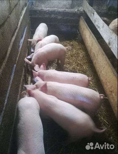 Домашние поросята