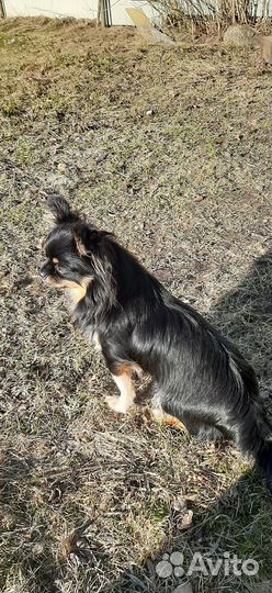 Чихуа триколор на вязку