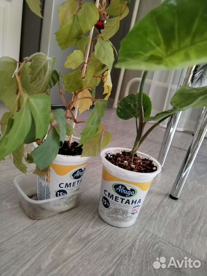 Циссус+сингониум панда