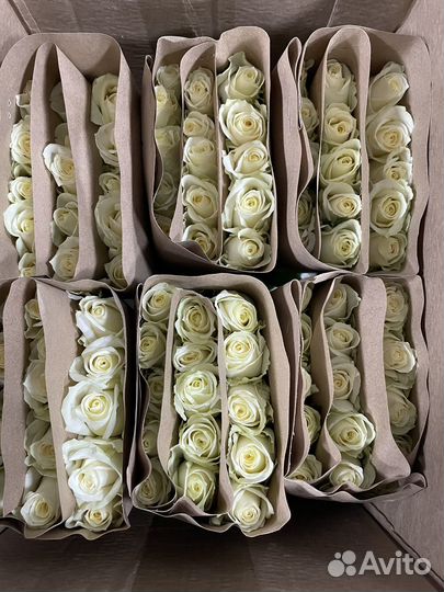 Роза без посредников от 15 шт с доставкой