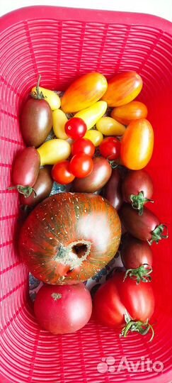 Семена коллекционных сортов томатов