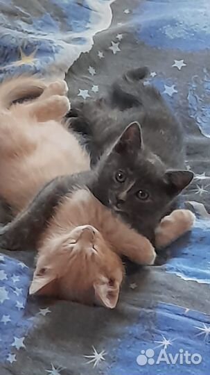 Котята в добрые руки