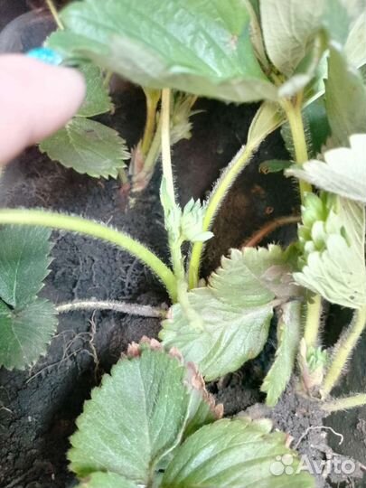 Рассада Клубника сорт Азия