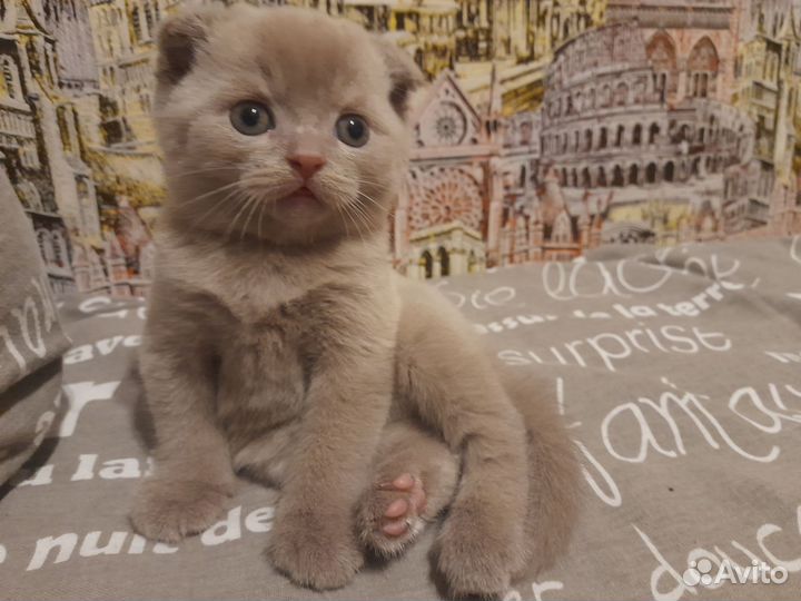 Шотландская вислоухая
