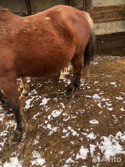 Продам лошадь