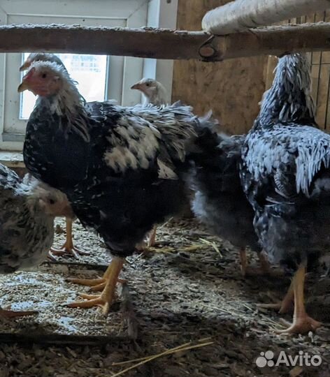 Петухи виандот сильвер партридж