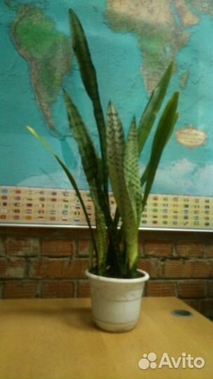 Продается комнатное растение 