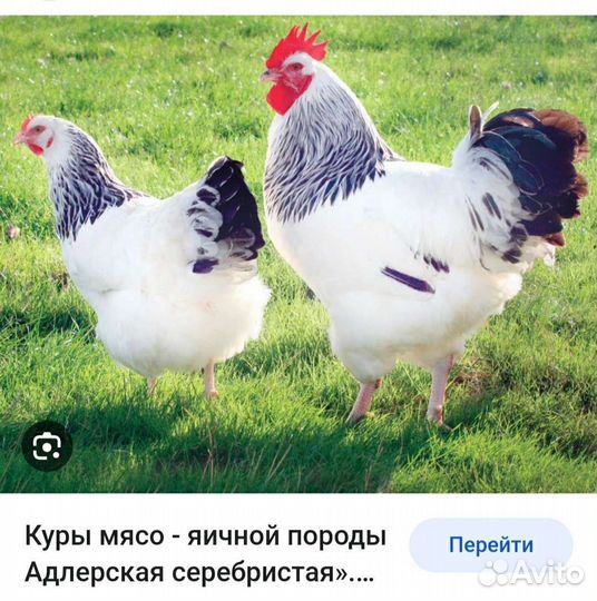 Адлерская.кучинская