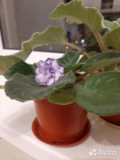 Фиалка цветущая в горшке