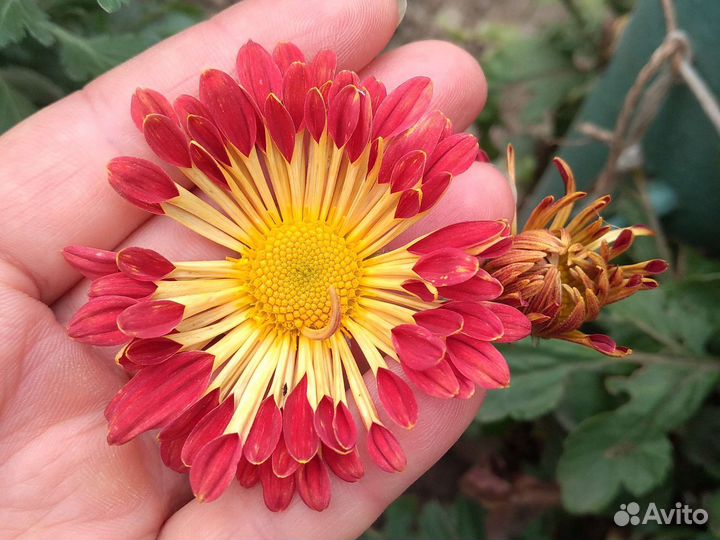 Хризантема корейская