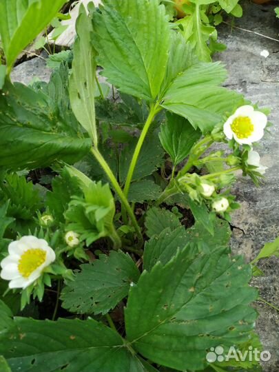 Клубника сорт Елизавета