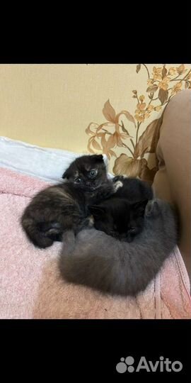 Котята от шотландской вислоухой мамы