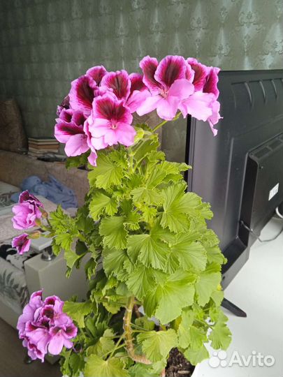 Пеларгония герань