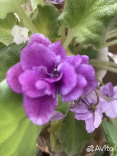 Фиалки сортовые цветущие