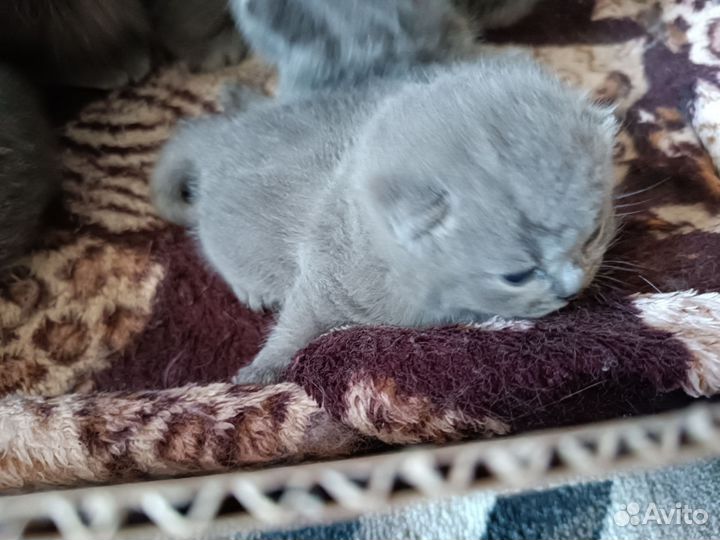 Шотландские котята
