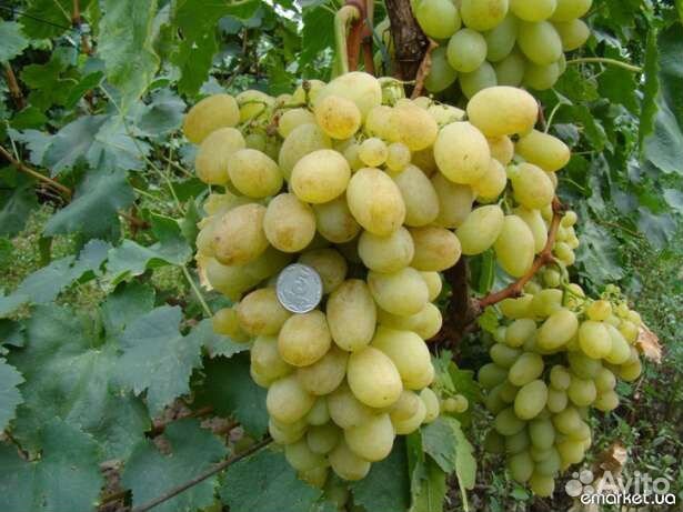 Саженцы винограда