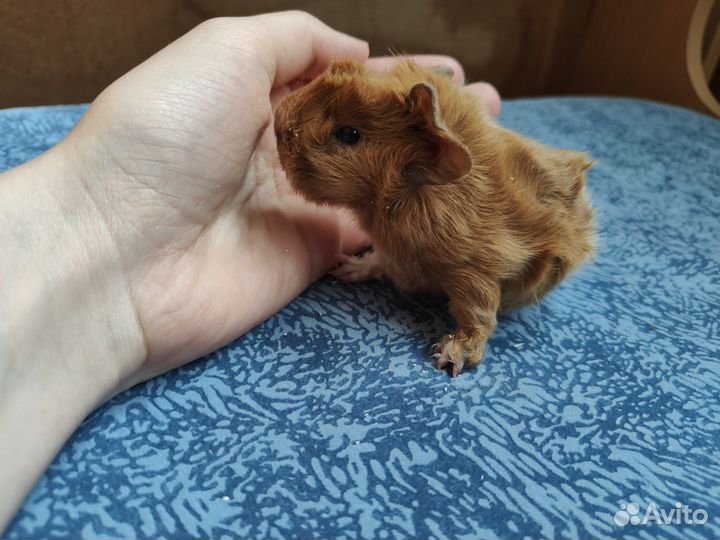 Морские свинки