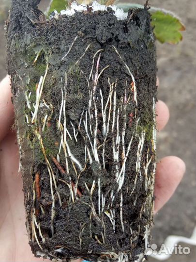 Клубника саженцы