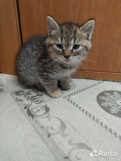 Котята от ловчей кошки