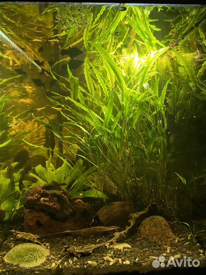 Аквариум ссб аква