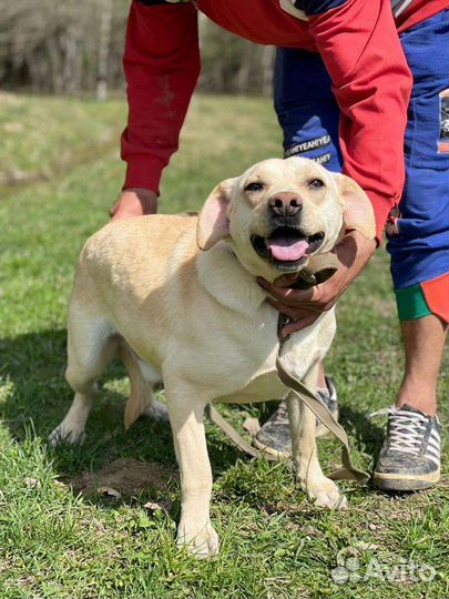 Собака в добрые руки