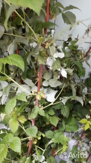 Малина бесшипная