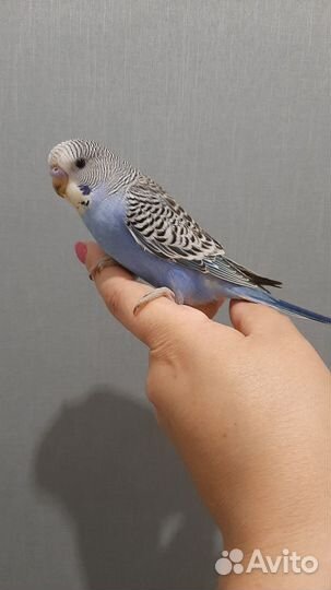 Волнистые попугаи