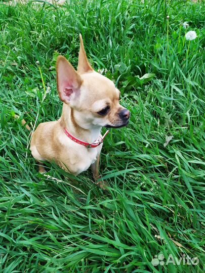 Собака чихуахуа мини (девочка)