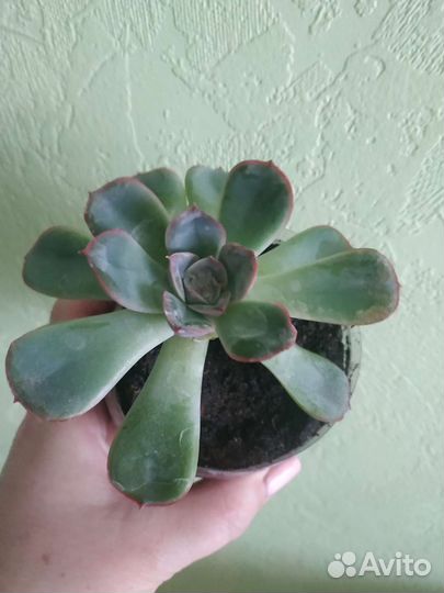 Суккуленты