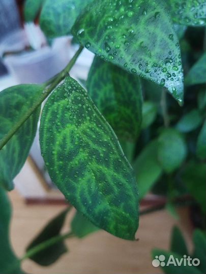 Эсхинантус мраморный, лудизия