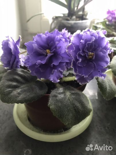 Фиалки сортовые