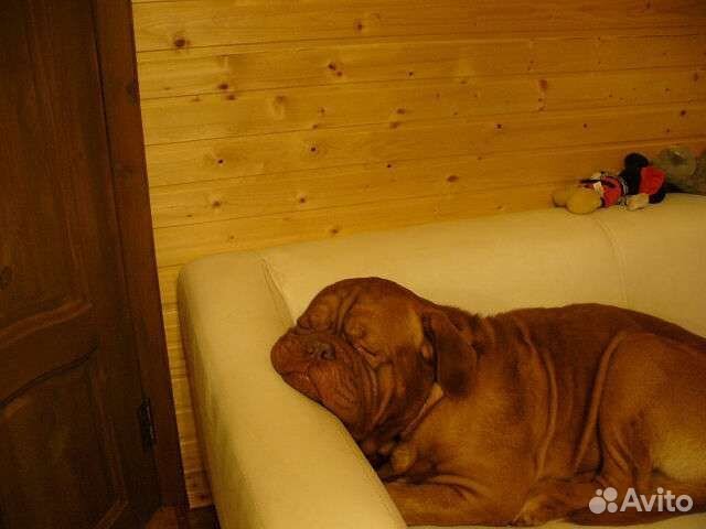 Ветеринар онлайн