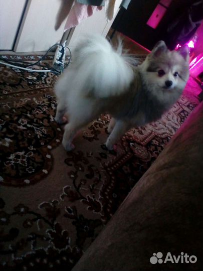 Шпиц мальчик вязка