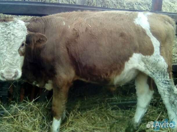 Быки симменталы