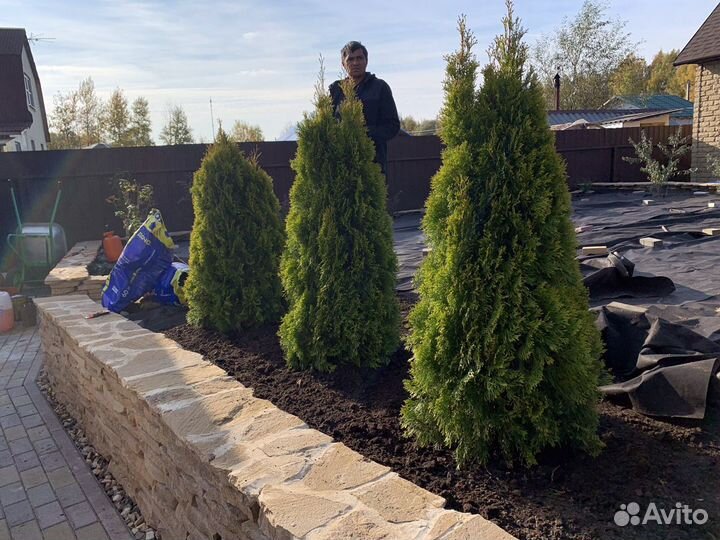 Саженцы сосны,ели,туи и др