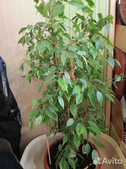 Высота 76см пересадка не требуется