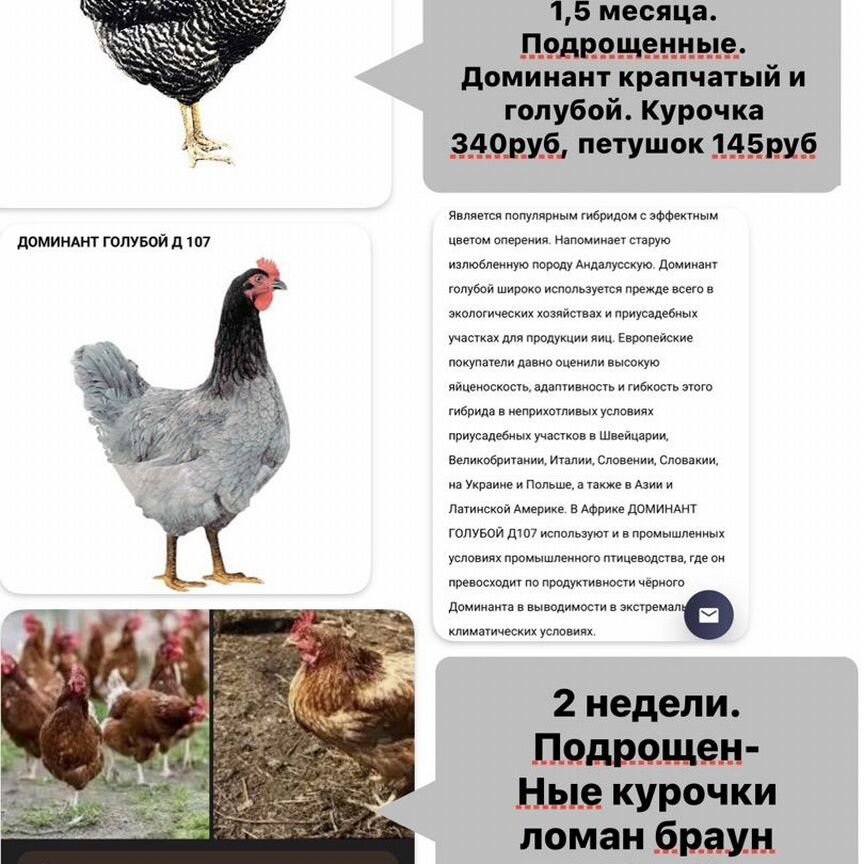 Куры молодки