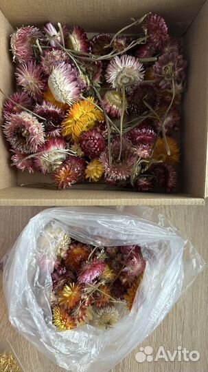 Цветы сухоцветы