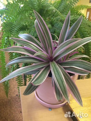 Традесканция рео