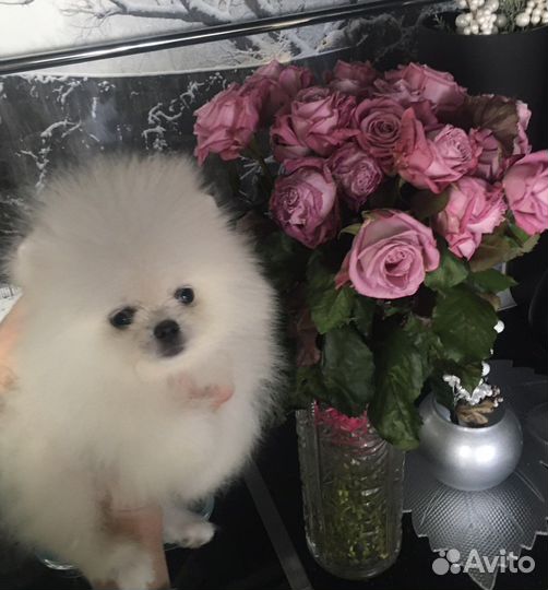 Померанский шпиц медвежьего типа