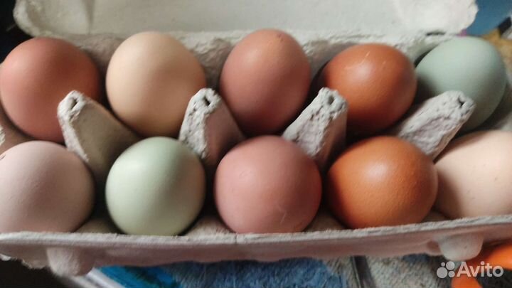 Домашние куриные, перепелиные яйца