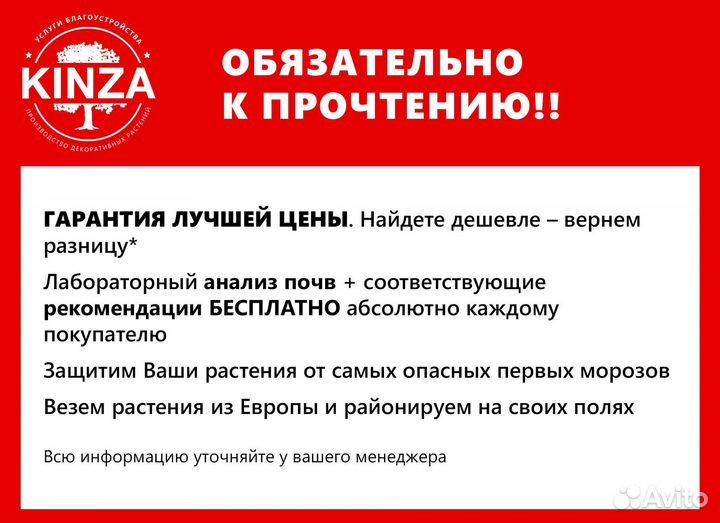 Туя колумна 1,94 м