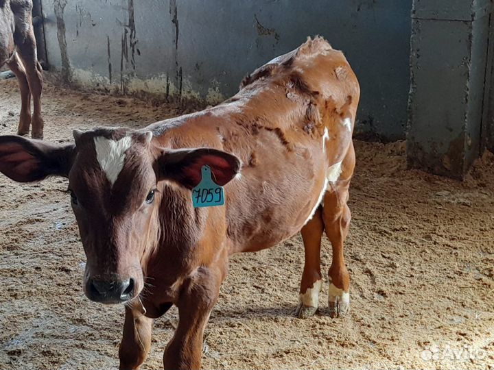 Телки бычки