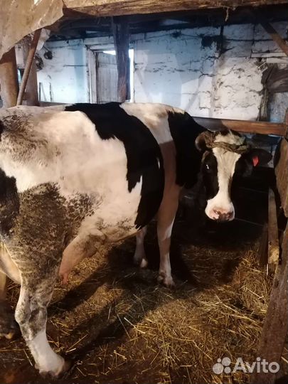 Корова высокоудойная