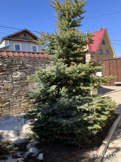 Ель голубая