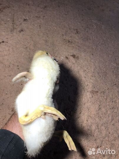 Утки муларды