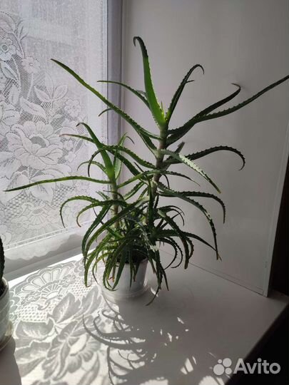 Алоэ столетник