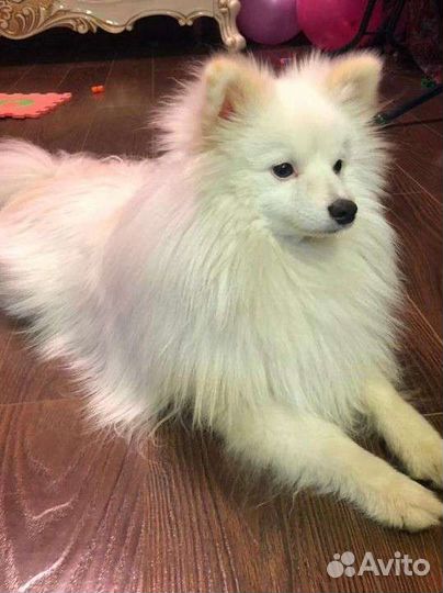 Немецкий шпиц Вязка