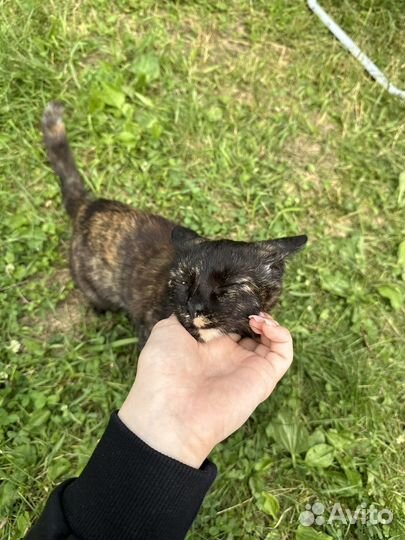 Очень ласковая кошка