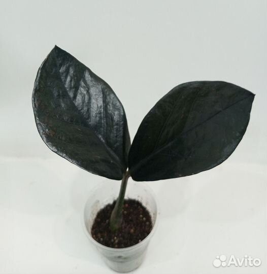 Замиокулькас черный Равен